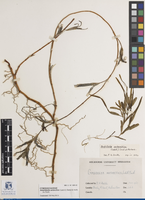 Amphibolis antarctica
